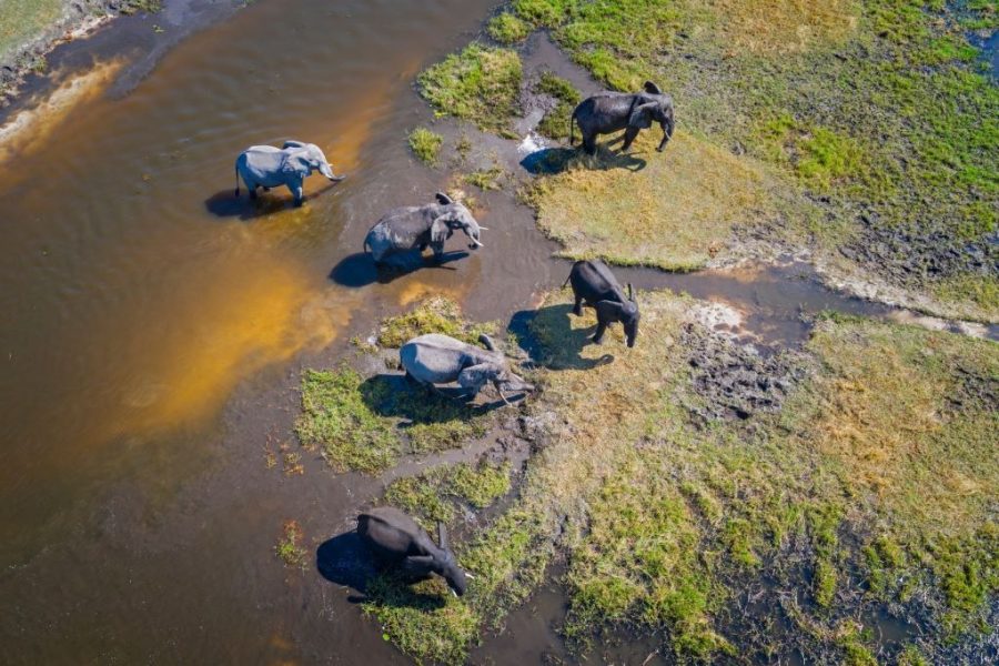 botswana elephants okawango