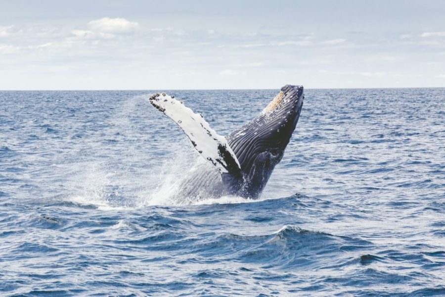 hermanus whale