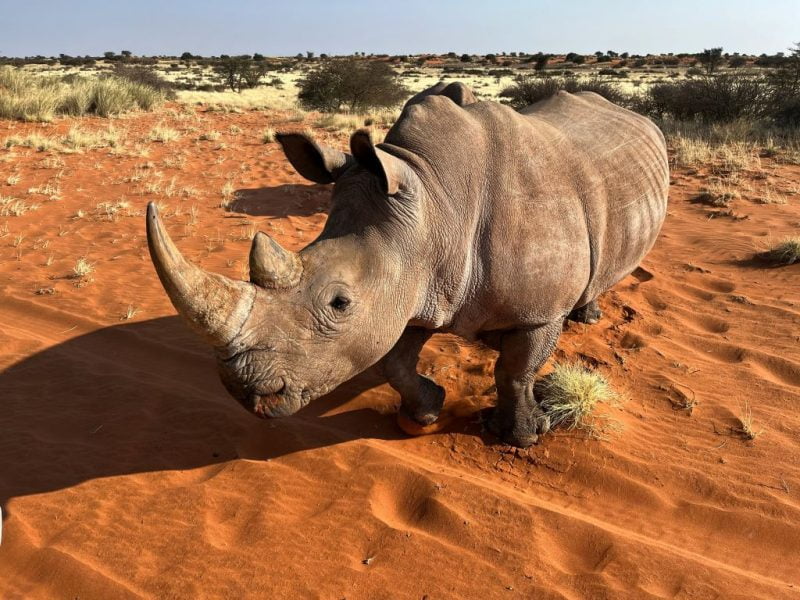 rhynoceros kalahari desert
