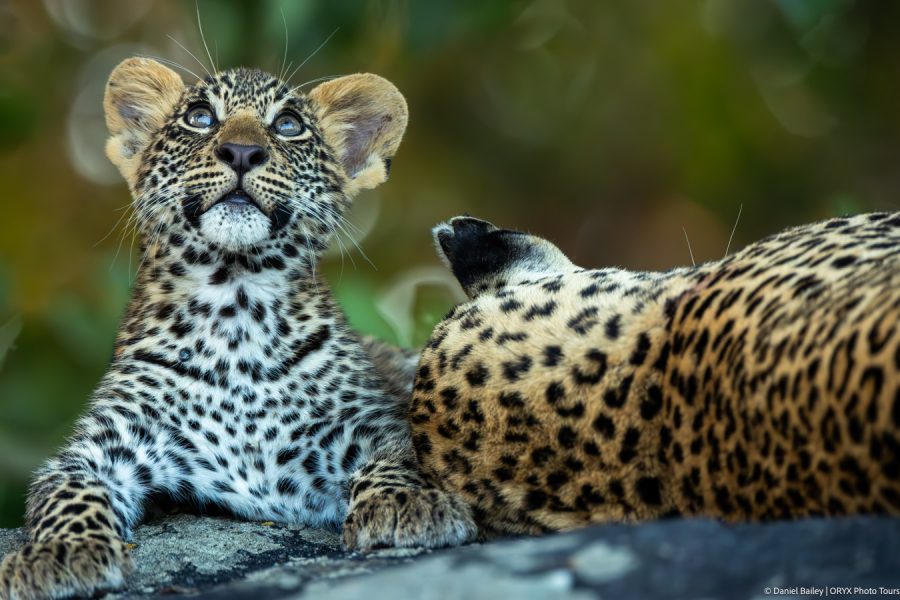 South African Surprise – GROUP TOUR