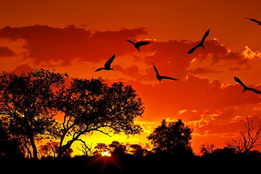 African Feeling Delux Hamiltons with private guide