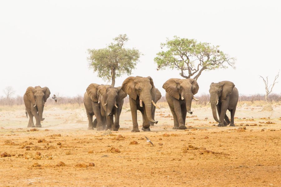 Chobe, Okavango Delta, Khwai and Victoria Falls – 9 days Tour